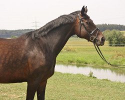 broodmare Whisper Dream (Hanoverian, 2000, from Wanderbursch I)