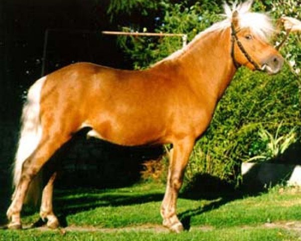 stallion Grenoble (Dt.Part-bred Shetland pony, 1992, from Granit v.Talhof)