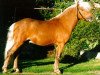 stallion Grenoble (Dt.Part-bred Shetland pony, 1992, from Granit v.Talhof)