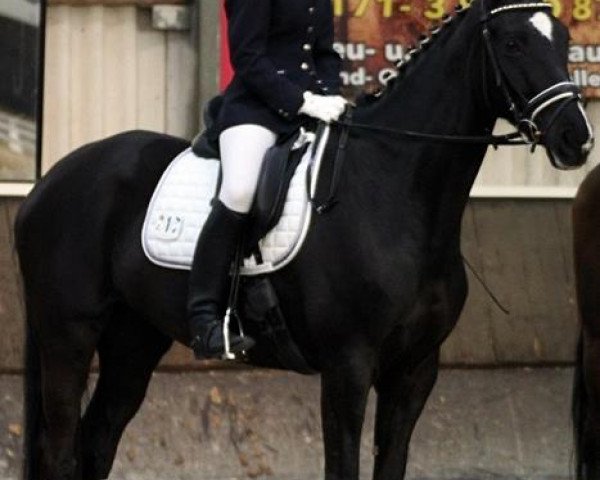 broodmare Herzklee (Trakehner, 2007, from Ovaro)