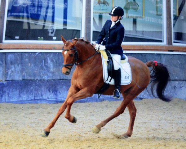 dressage horse Dusty (German Riding Pony, 2004, from Destino R)