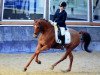 dressage horse Dusty (German Riding Pony, 2004, from Destino R)