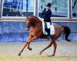 Dressurpferd Dusty (Deutsches Reitpony, 2004, von Destino R)