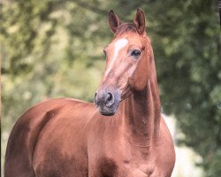 dressage horse Keltenfürst (Hanoverian, 2009, from Kaiserkult TSF)