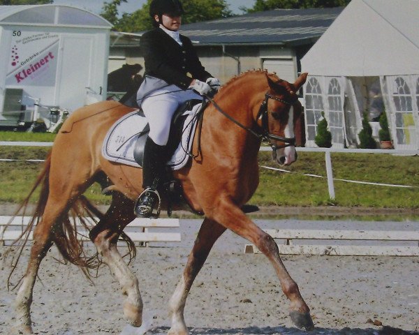 stallion Danny Goes Ahead (German Riding Pony, 1998, from Dornik B)