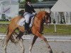 stallion Danny Goes Ahead (German Riding Pony, 1998, from Dornik B)