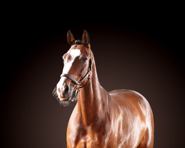 dressage horse Be my Dream 3 (Oldenburg, 2012, from Bretton Woods)