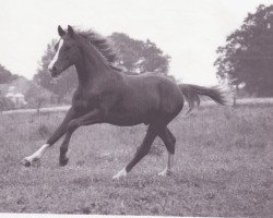 Pferd Principal's Filou (Deutsches Reitpony, 2003, von Principal Boy)