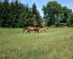 broodmare Sedan (Hungarian Warmblood, 2004, from Justboy)