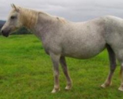 broodmare Dakota Melody (Connemara Pony, 1991, from Idenoir)