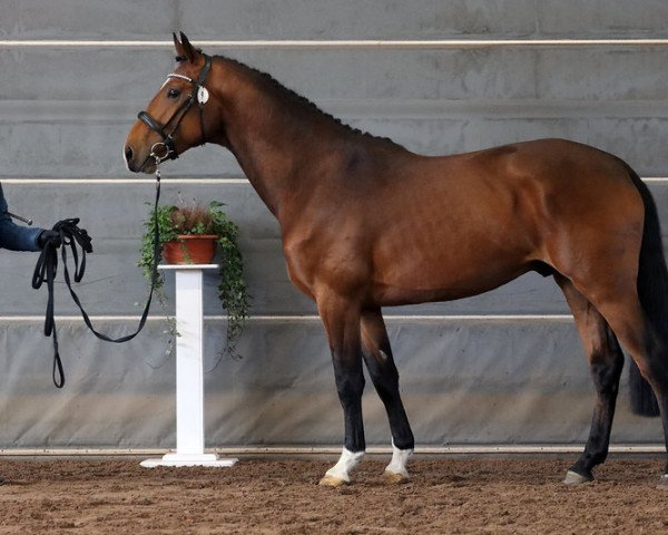 stallion Don Real 234 FIN (Holsteiner, 2019, from Don van het Parelshof Z)