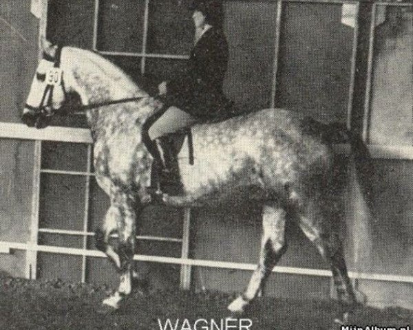 Deckhengst Wagner (Holsteiner, 1963, von Sterndeuter)