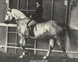 stallion Wagner (Holsteiner, 1963, from Sterndeuter)