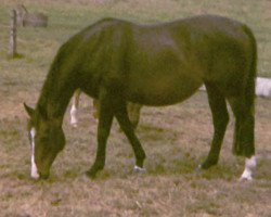 broodmare Patience (Hanoverian, 1966, from Poet xx)