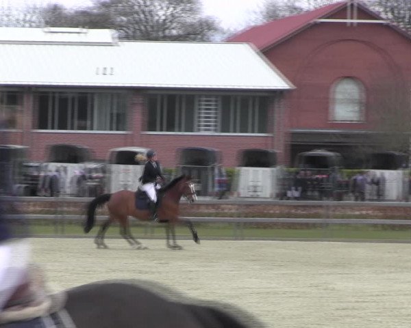Reitturnier Elmshorn 2022