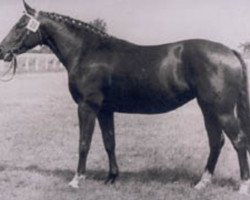 broodmare Goldlady (Hanoverian, 1971, from Gotthard)