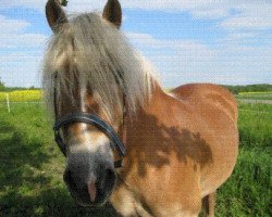 broodmare Nancy (Haflinger, 2001, from Nordtirol)