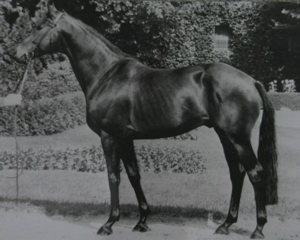 stallion Fidalgo xx (Thoroughbred, 1963, from Masetto xx)