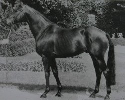 stallion Fidalgo xx (Thoroughbred, 1963, from Masetto xx)