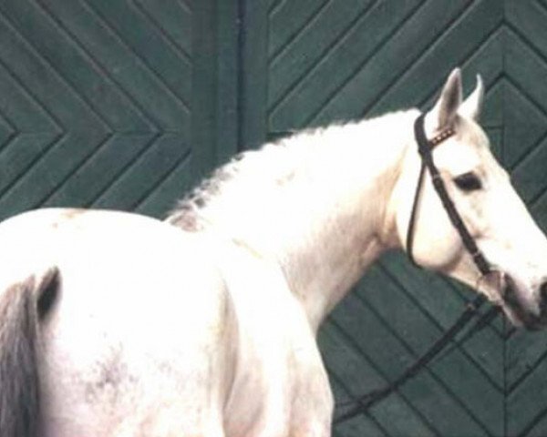 stallion Woerth (Hanoverian, 1976, from Woermann)