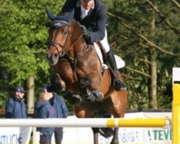 stallion Glenn Mentino (Brandenburg, 1998, from Glenn Alme)