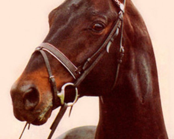stallion Ludendorf (Oldenburg, 1979, from Luciano)