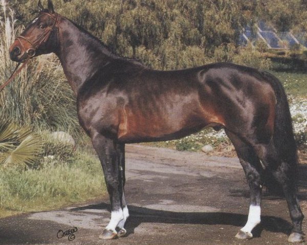 stallion Lehndorff (Oldenburg, 1983, from Ludendorf)