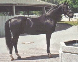 Deckhengst Patriarch I (Bayer, 1988, von Piaster)