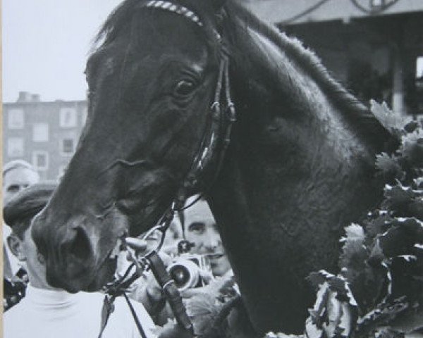 stallion Elviro xx (Thoroughbred, 1965, from Orsini xx)