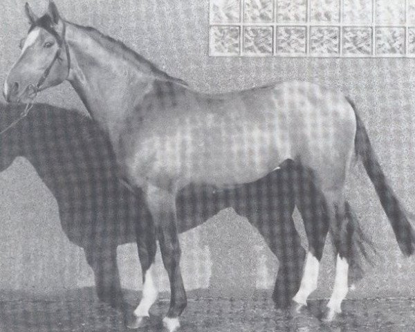 horse Diamant (Hanoverian, 1978, from Diplomat)