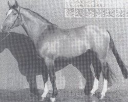 stallion Diamant (Hanoverian, 1978, from Diplomat)