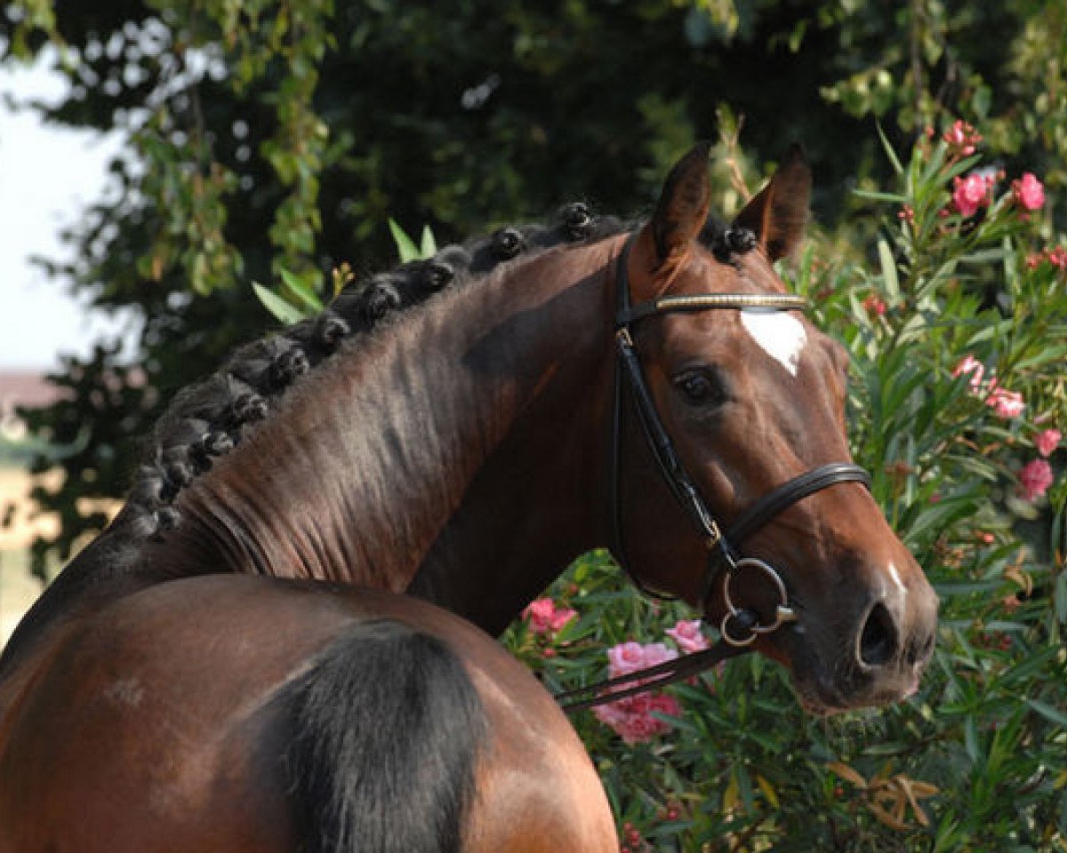 stallion Cerdic (Holsteiner, 2003, from Calato)