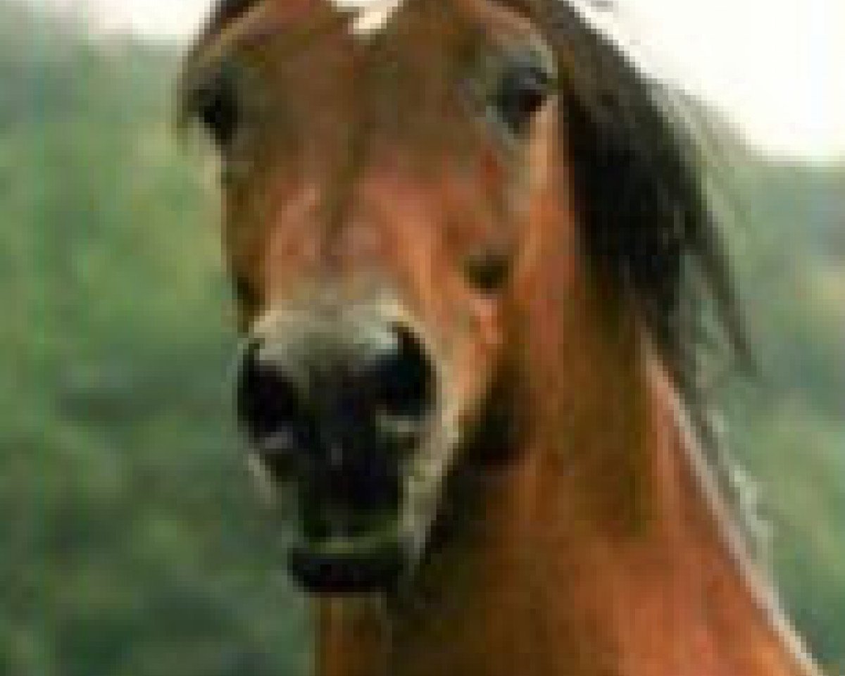 stallion Sawih Ibn Wisznu ox (Arabian purebred, 1968, from Wisznu 1943 ox)