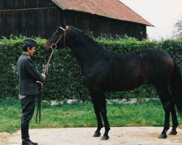 stallion Dukat AA (Little-Poland (malopolska), 1988, from Pick Wick AA)