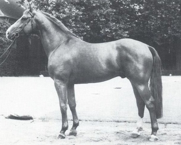 stallion Popper (Westphalian, 1981, from Palisander)