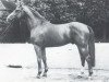 stallion Popper (Westphalian, 1981, from Palisander)