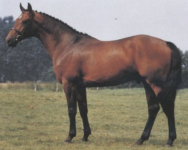 stallion Gento (Oldenburg, 1982, from Grundstein I)