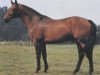 stallion Gento (Oldenburg, 1982, from Grundstein I)
