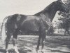 stallion Lajos (Württemberger, 1965, from Julmond)
