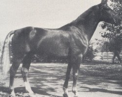 stallion Lajos (Württemberger, 1965, from Julmond)