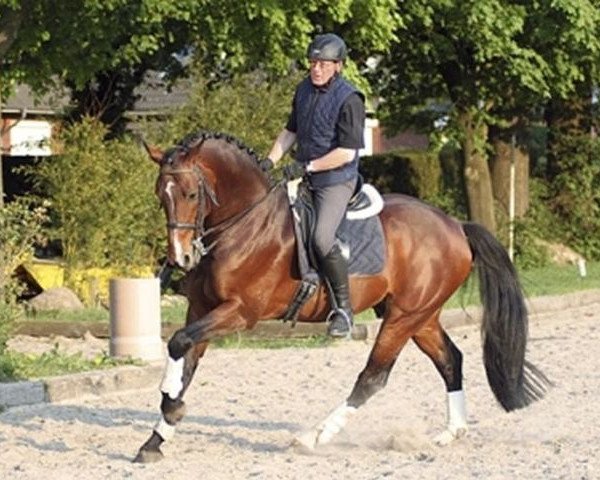 stallion Collini (Holsteiner, 2001, from Contender)