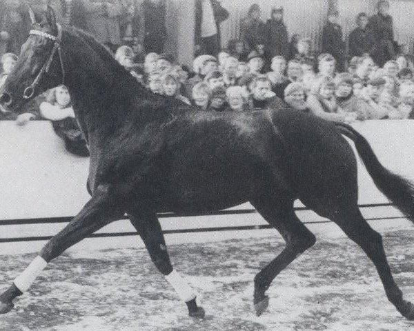 stallion Paladin x (Anglo-Arabs, 1970, from Pancho II AA)