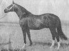 stallion Quoniam (Russian Trakehner, 1954, from Guido)