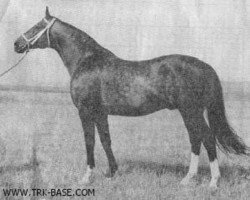 stallion Quoniam (Russian Trakehner, 1954, from Guido)