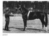 stallion Quoniam II-A (Trakehner, 1960, from Quoniam)