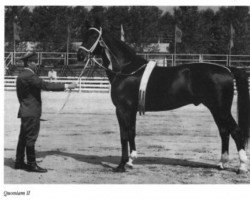 stallion Quoniam II-A (Trakehner, 1960, from Quoniam)