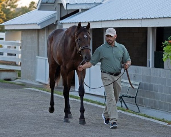 horse Provisional xx (Thoroughbred, 2020, from Justify xx)