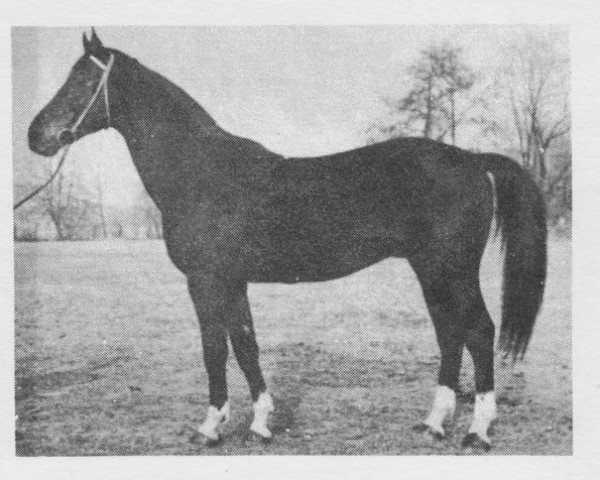 stallion Quoniam VII (Czech Warmblood, 1971, from Quoniam II-A)