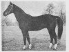 stallion Quoniam VII (Czech Warmblood, 1971, from Quoniam II-A)