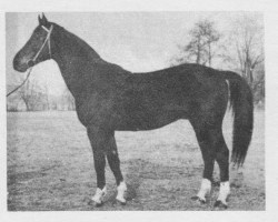 Deckhengst Quoniam VII (Tschechisches Warmblut, 1971, von Quoniam II-A)